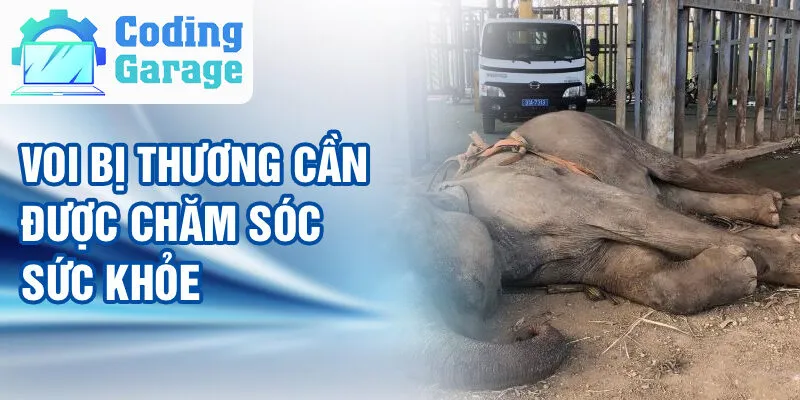 Nằm Mơ Thấy Cưỡi Voi: Bí Ẩn Và Con Số May Mắn 4 Voi bị thương cần được chăm sóc sức khỏe